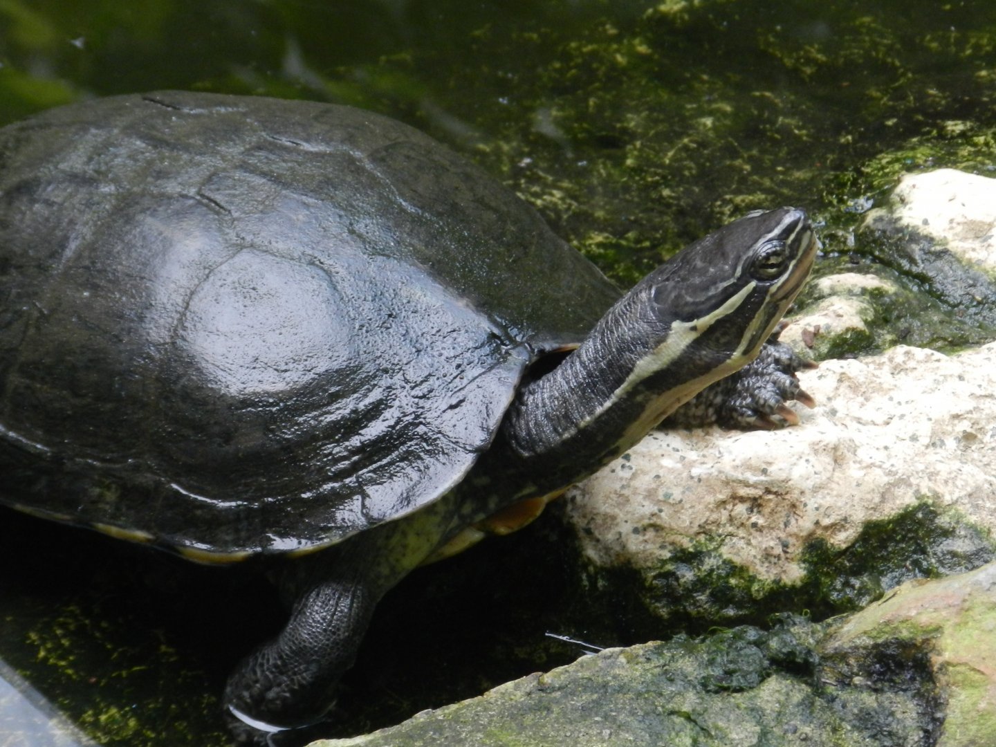 Annam Leaf Turtle
