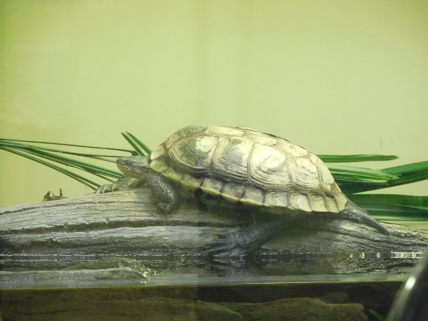 Annam leaf turtle