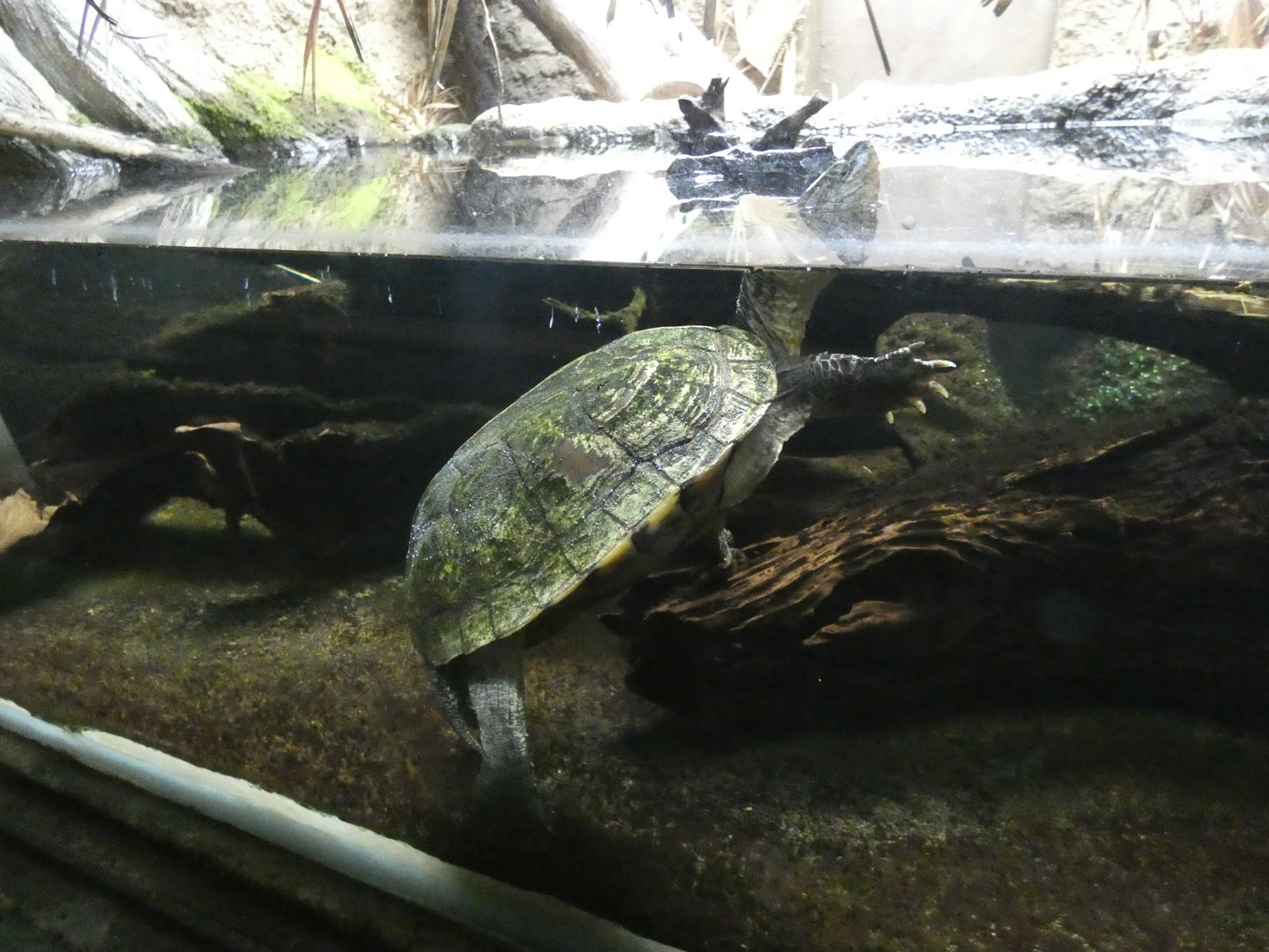 Annam pond turtle