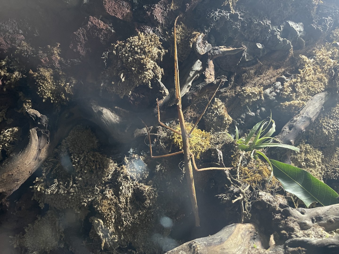 annam walking stick (medauroidea extradentata) - BX Sea