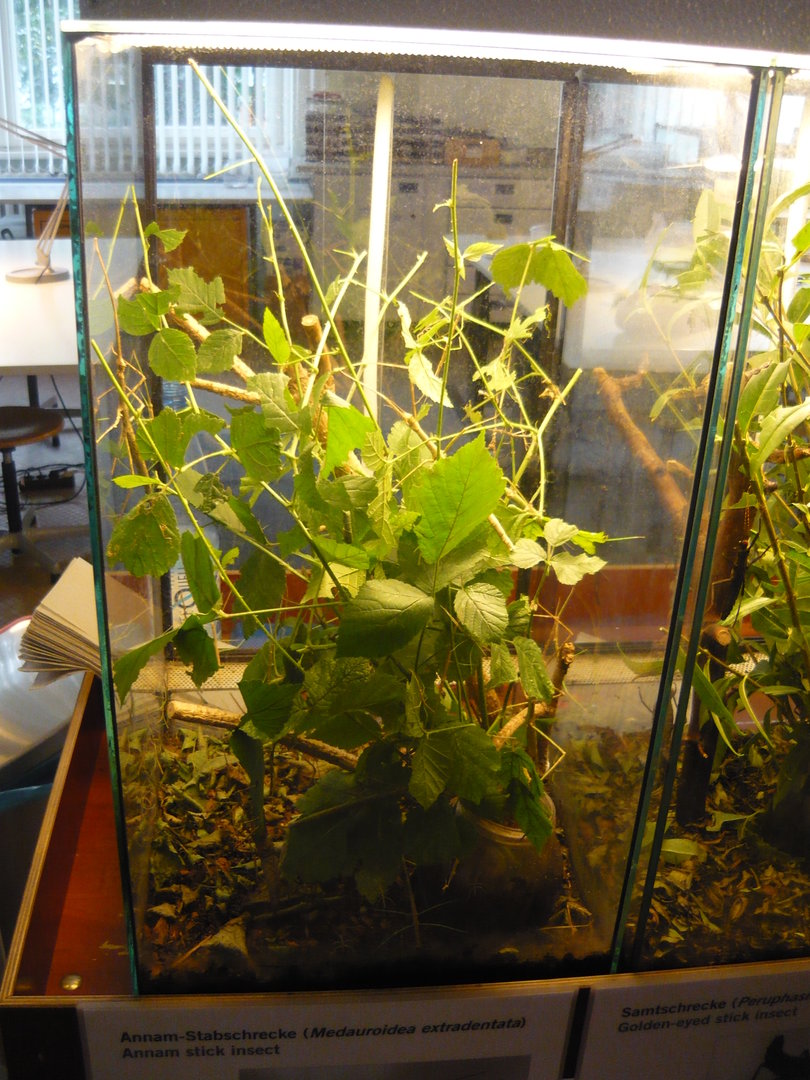 Annam walking stick (Medauroidea extradentata) enclosure