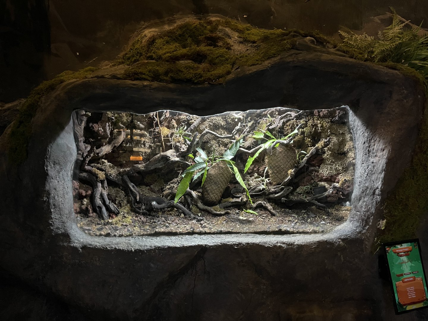 annam walking stick (medauroidea extradentata) exhibit - BX Sea