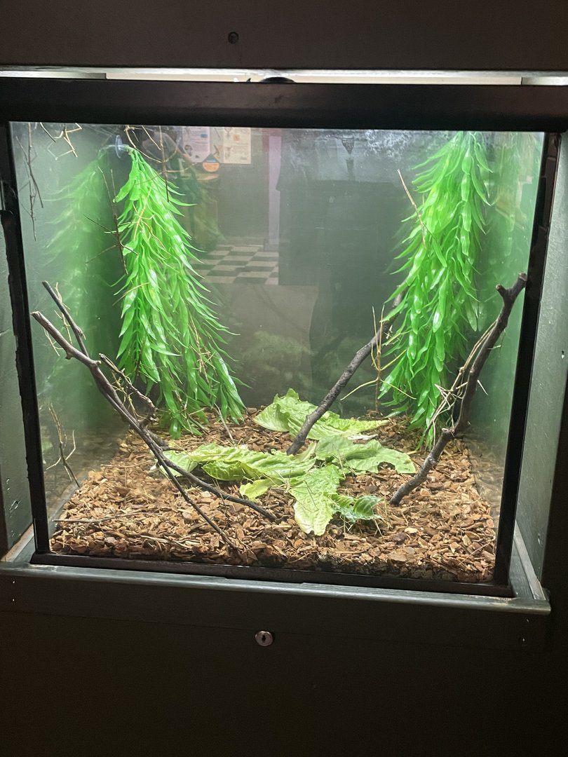 Annam Walking Stick Tank