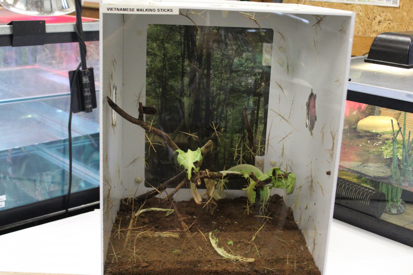 Annam Walkingstick Terrarium