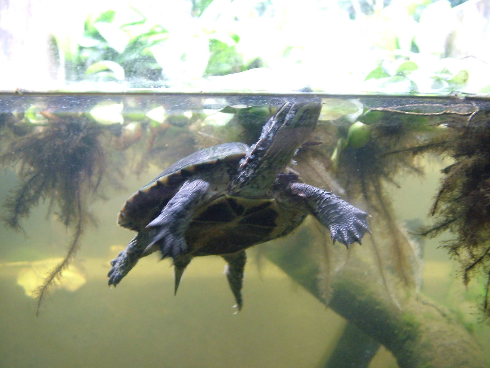 Annamese Leaf Turtle at the Turtle Centre, Cuc Phuong, 10/03/12
