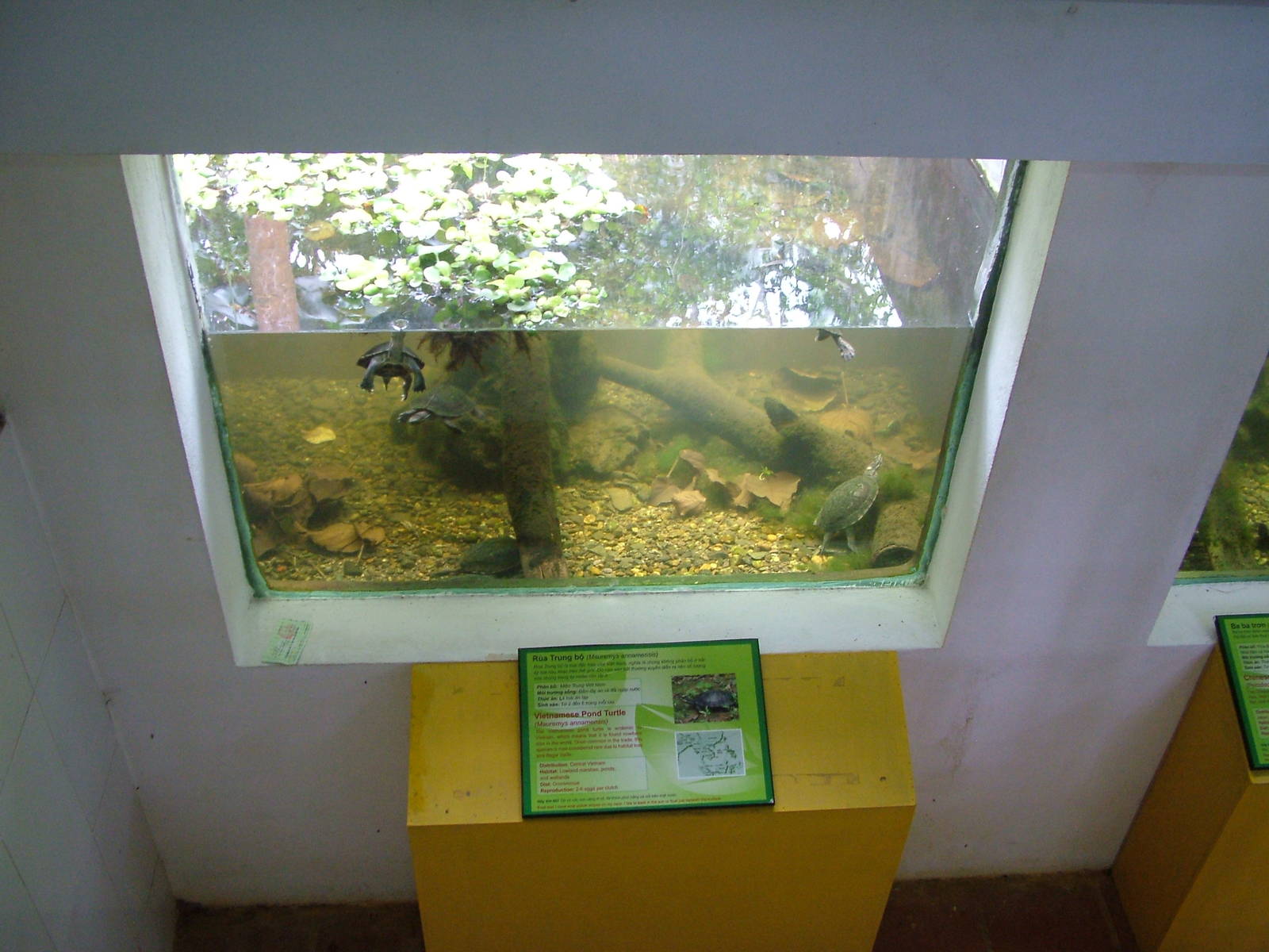Annamese Leaf Turtle Exhibit at the Turtle Centre, Cuc Phuong, 10/03/12