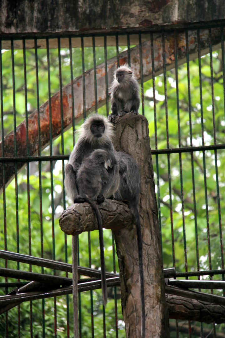 Annamese silvered langur (Trachypithecus margarita)