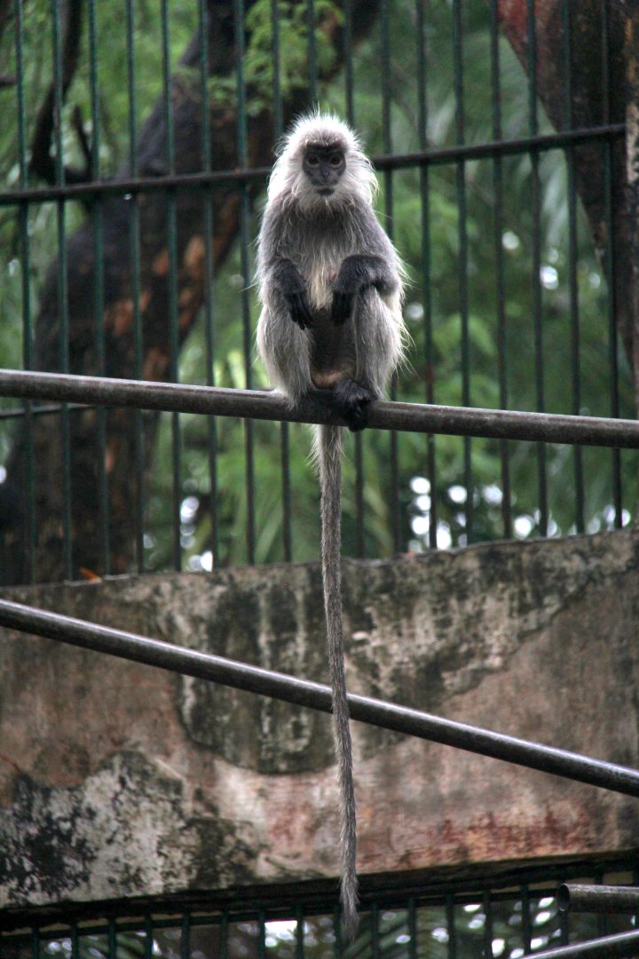 Annamese silvered langur (Trachypithecus margarita)