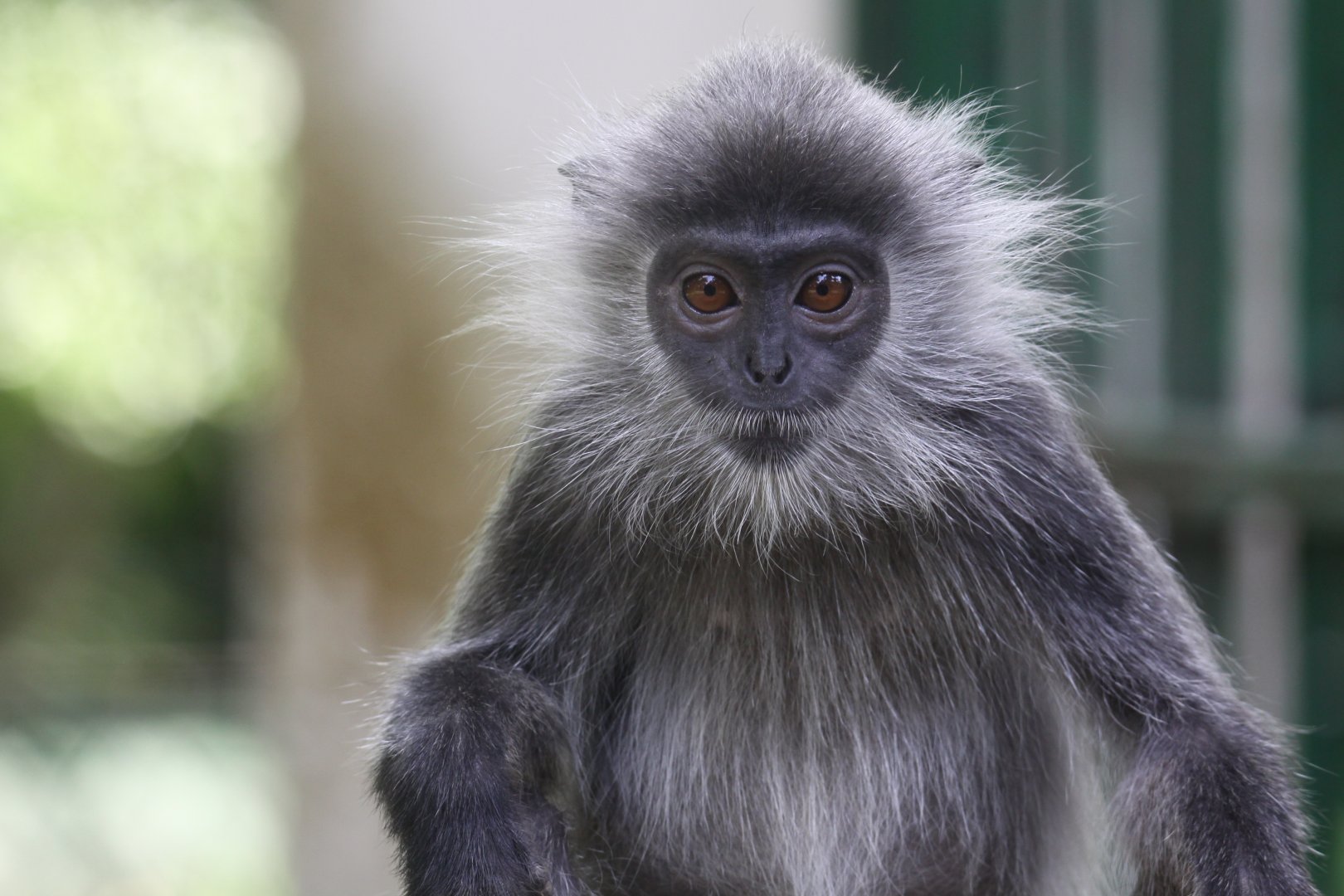 Annamese Silvered Langur