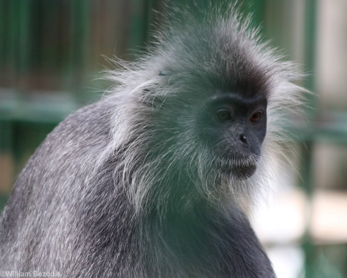 Annamese Silvered Langur