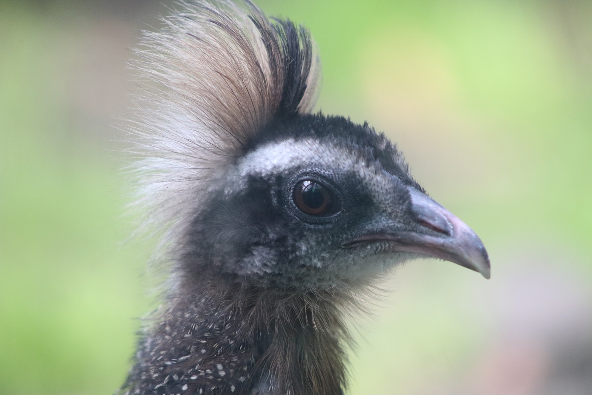 Annamite Crested Argus (Rheinardia ocellata)