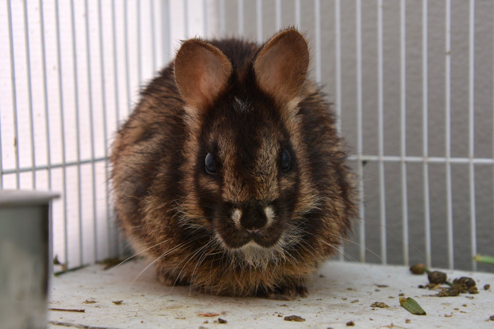 Annamite striped rabbit (Nesolagus timminsi)