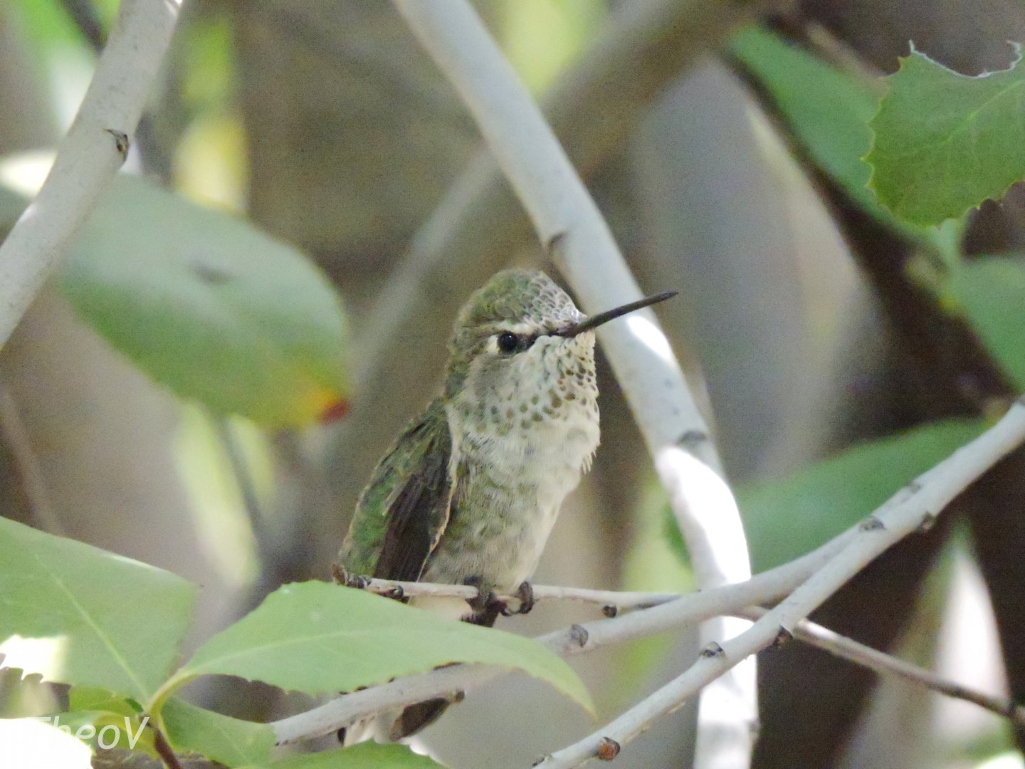 Anna's hummingbird [2015]