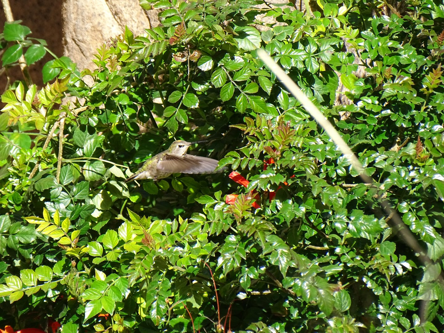 Anna's Hummingbird (Calypte anna) Wild