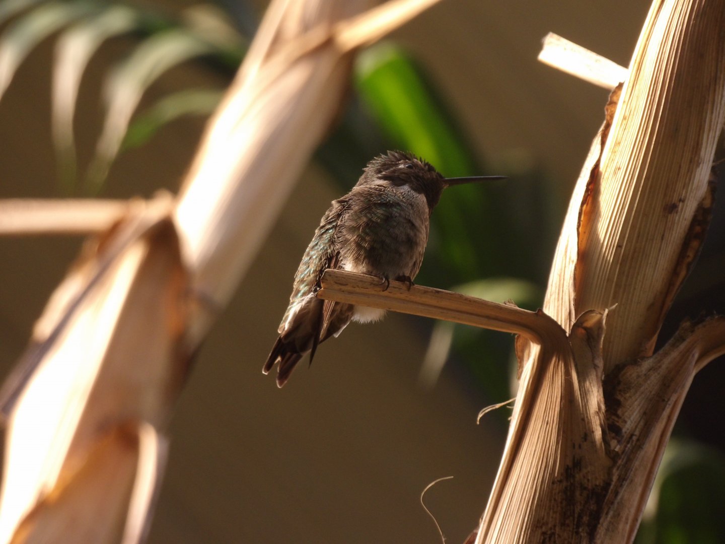 Anna's Hummingbird(Calypte anna)