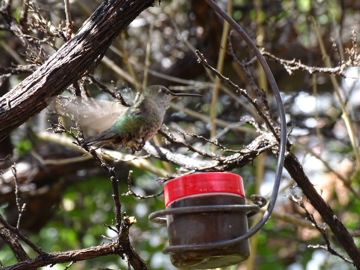 Anna's Hummingbird (Calypte anna)