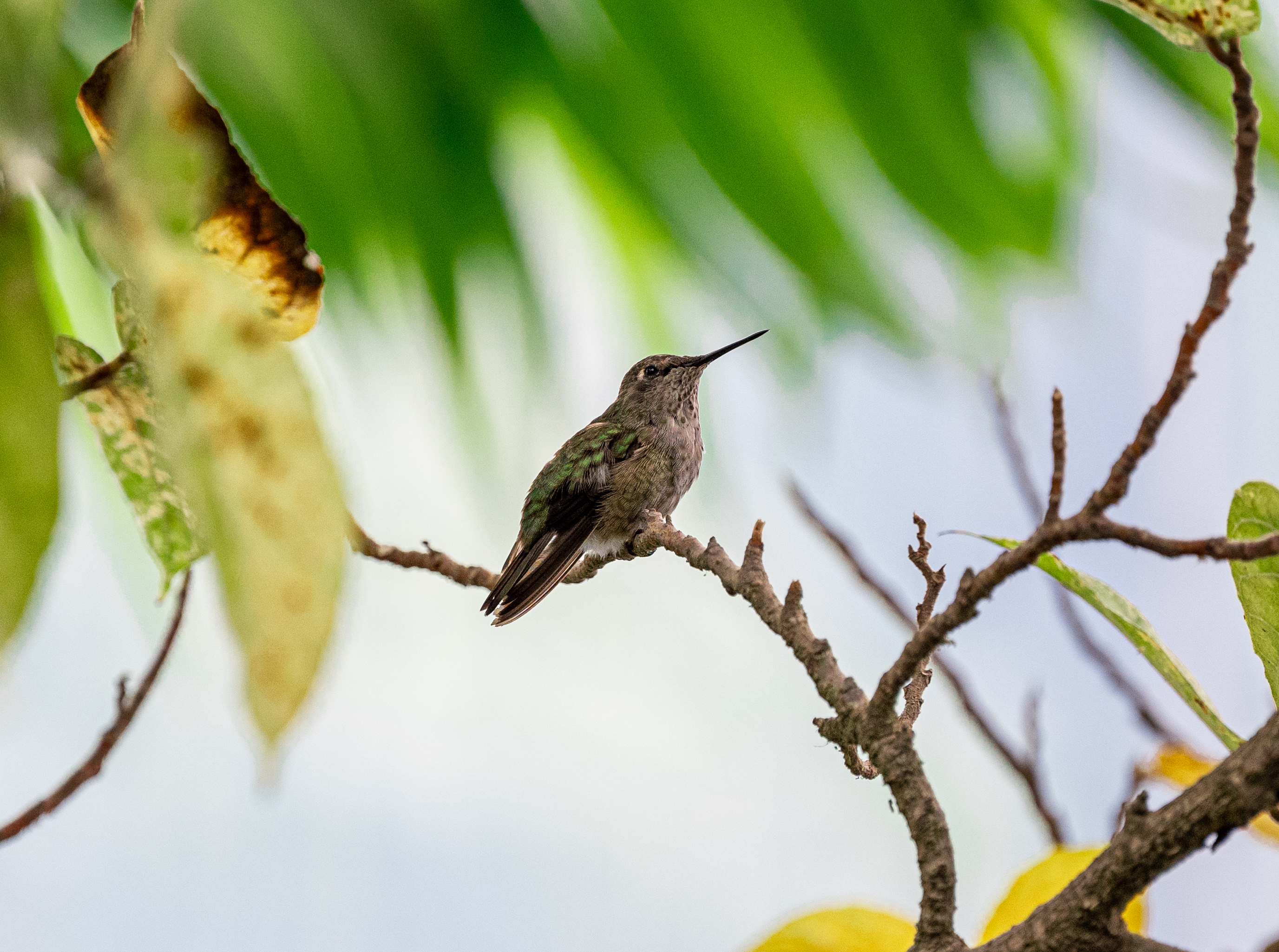 Anna’s Hummingbird female