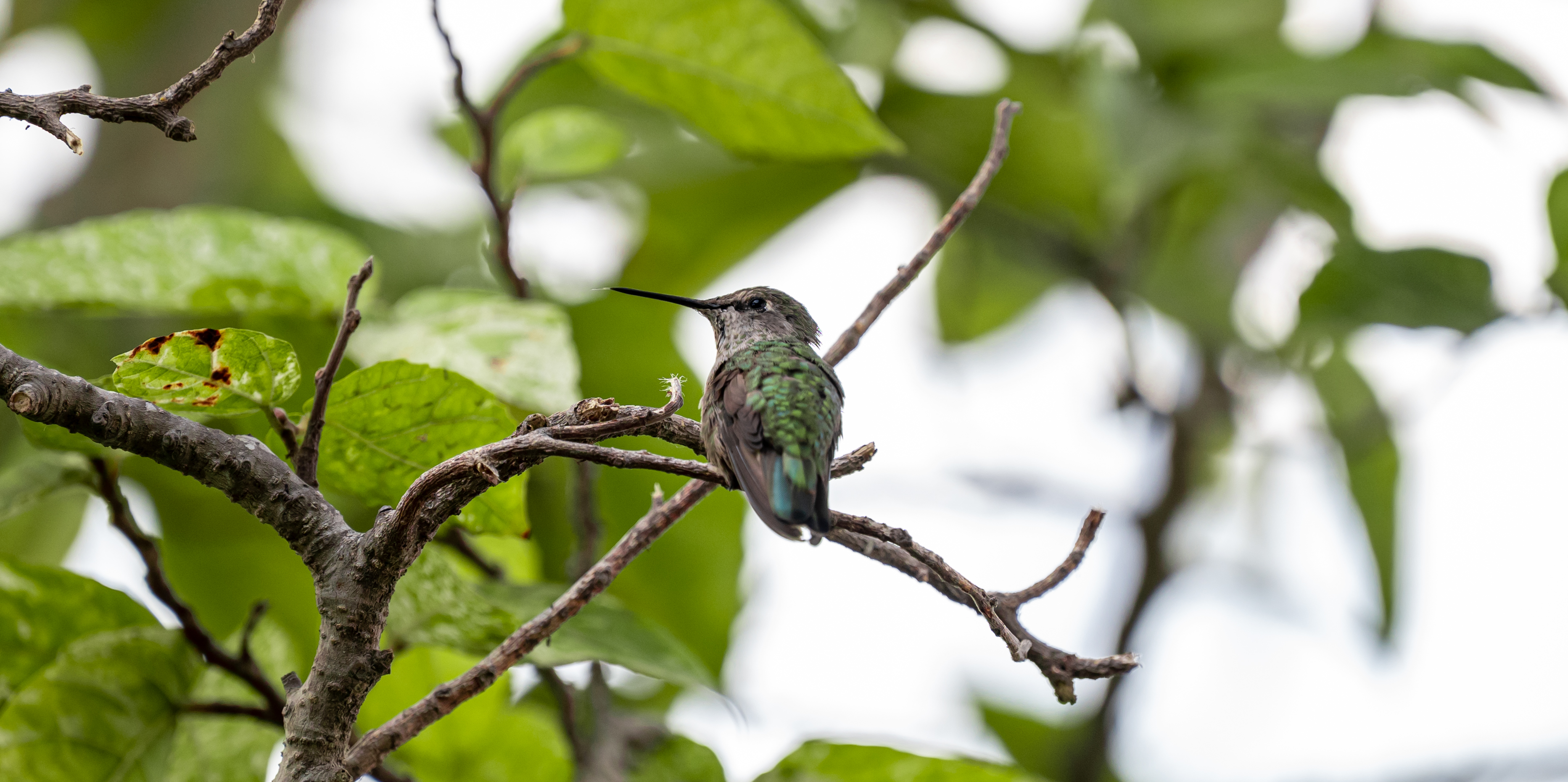 Anna’s Hummingbird female