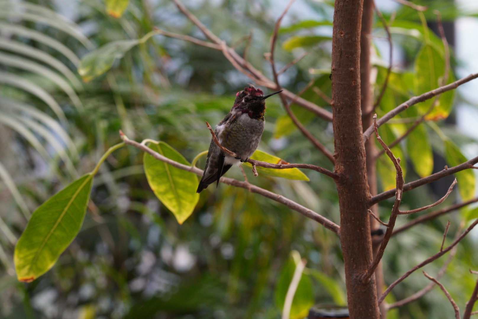 Anna's Hummingbird (Male)