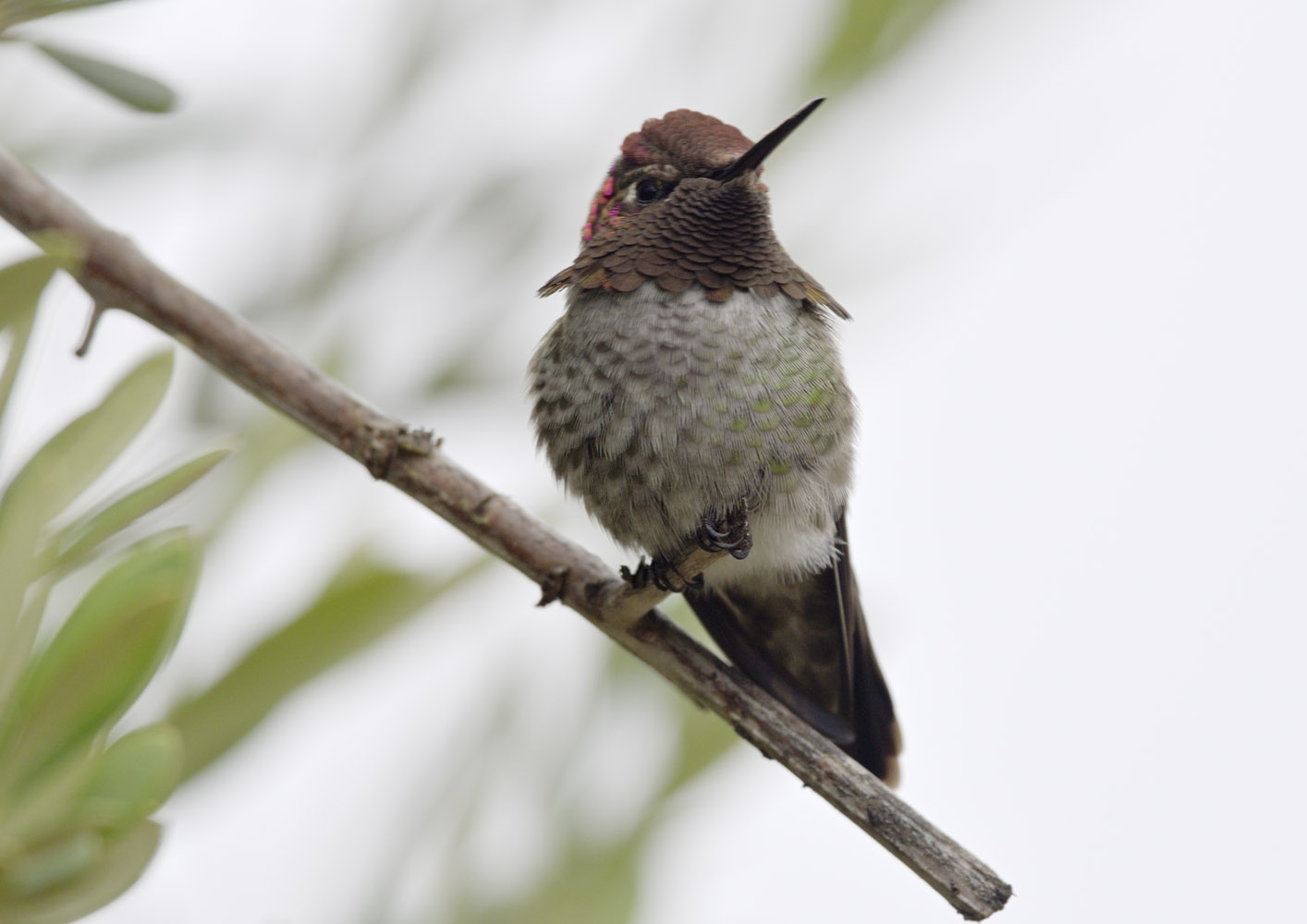 Anna's hummingbird, male
