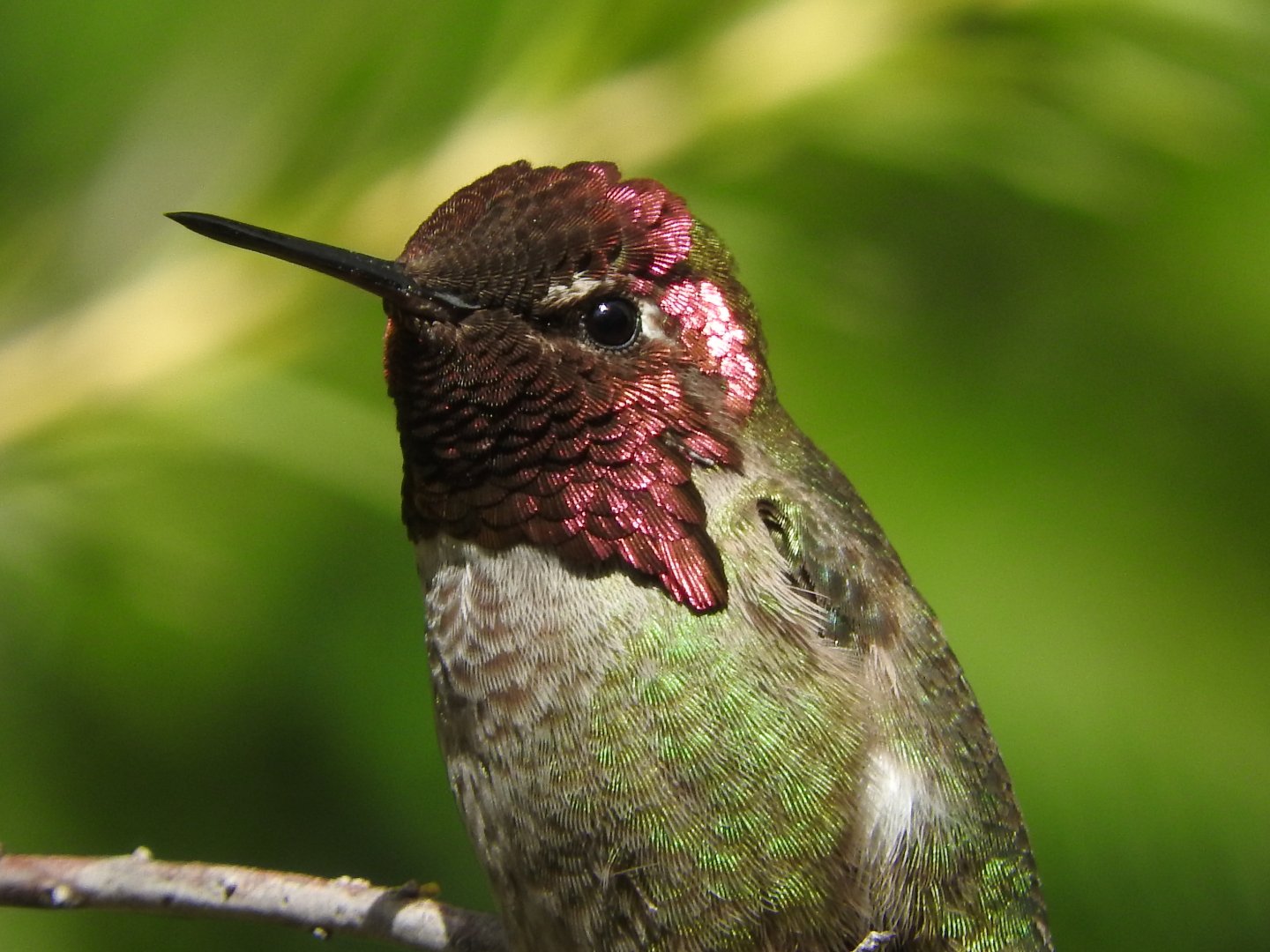 Anna's Hummingbird unclose