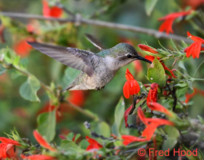 Anna's hummingbird (wild)