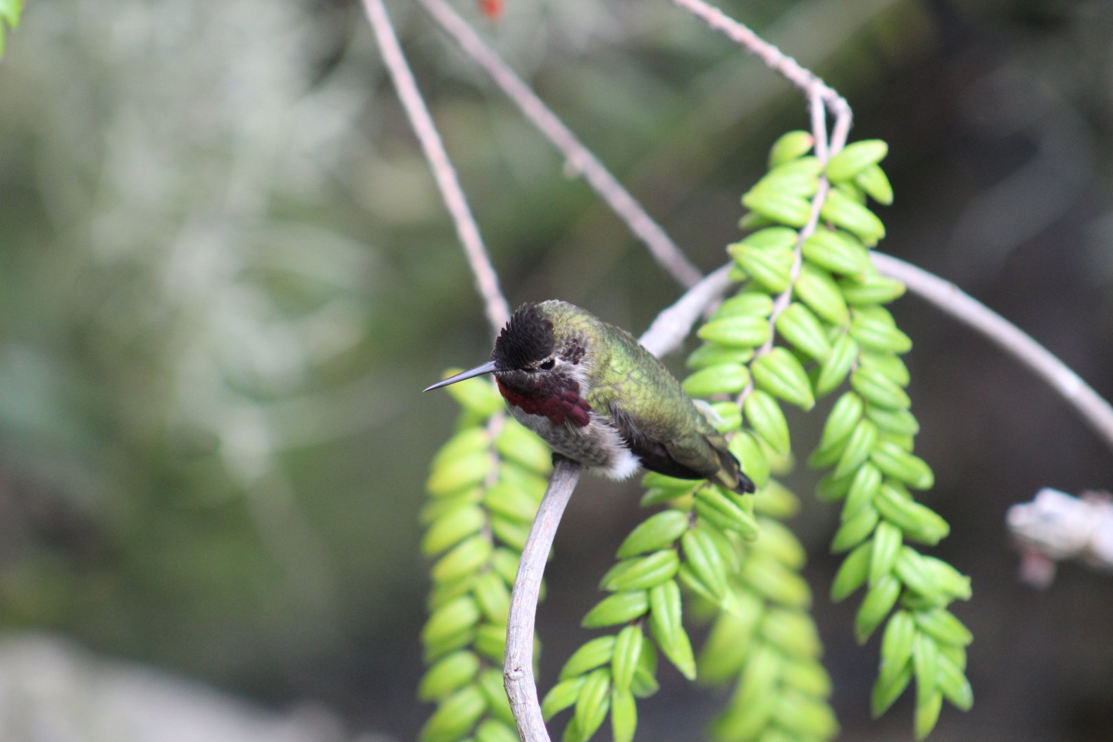 Anna's Hummingbird