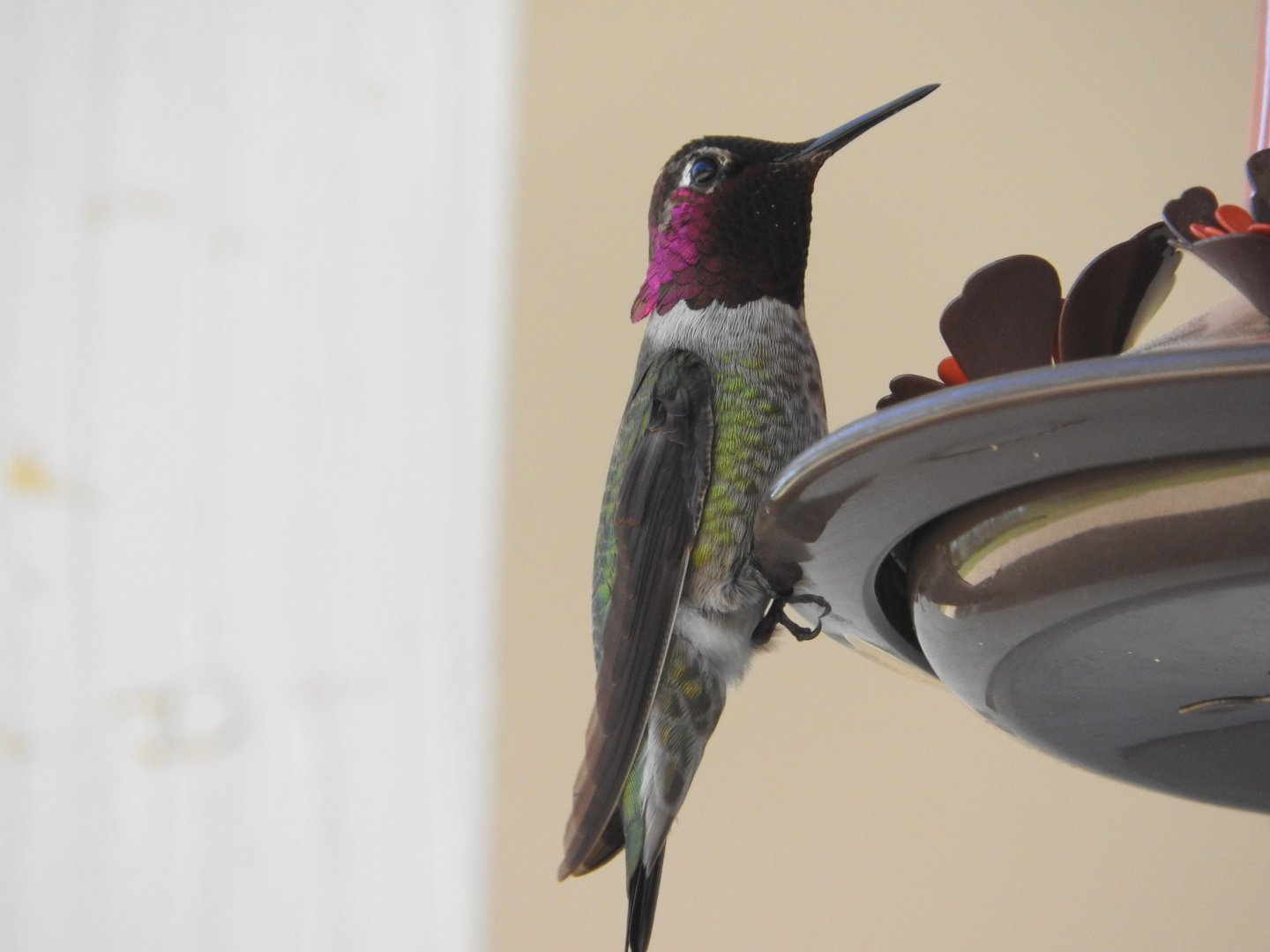 Anna's Hummingbird