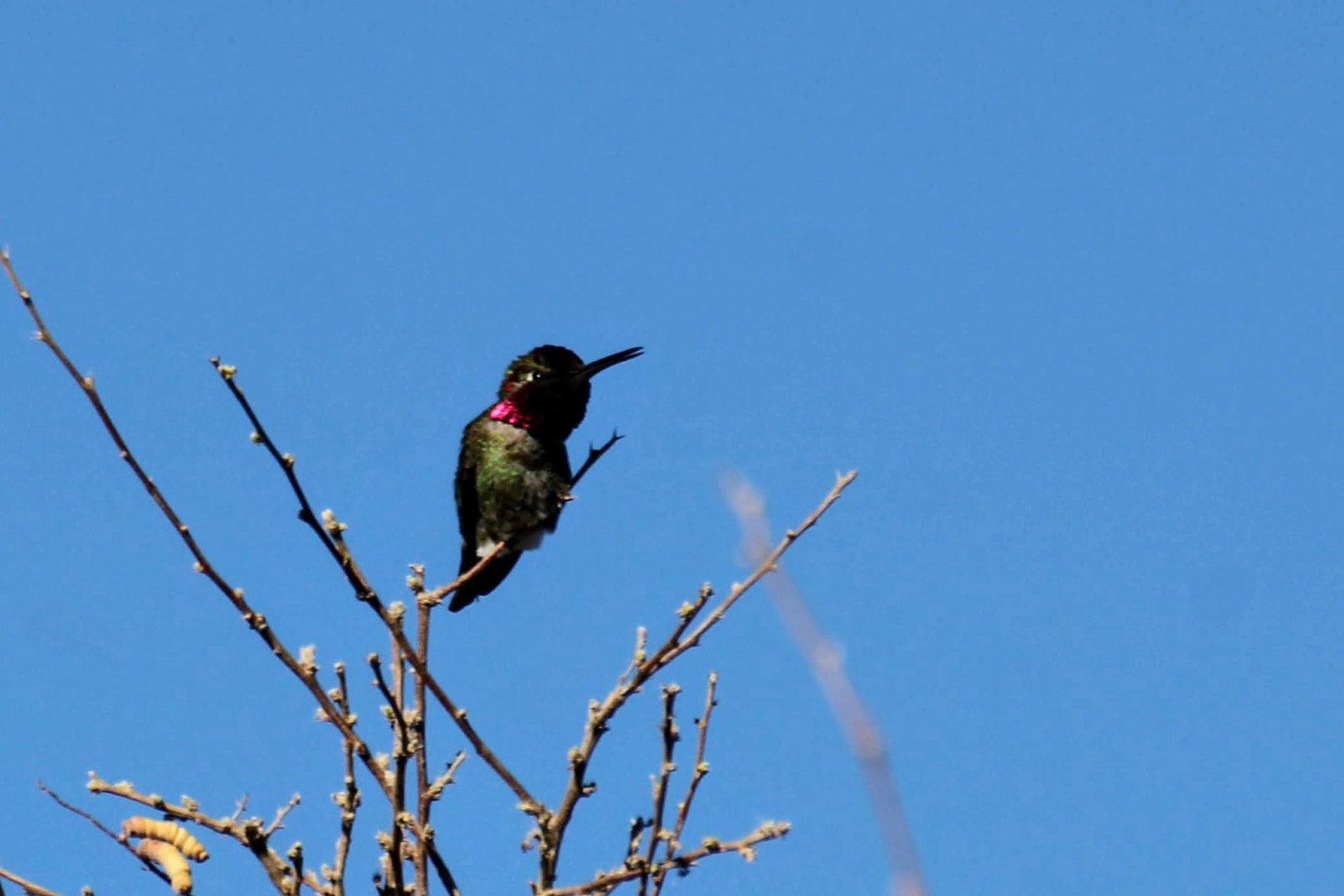 Anna's Hummingbird