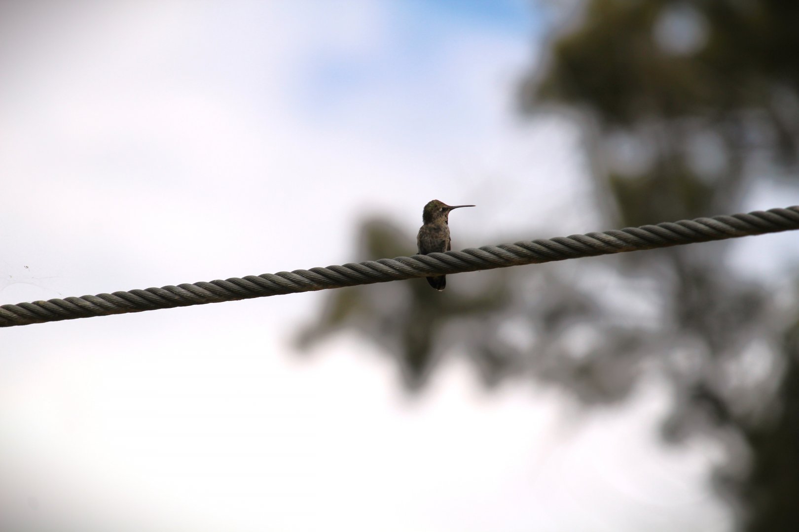 Anna's Hummingbird