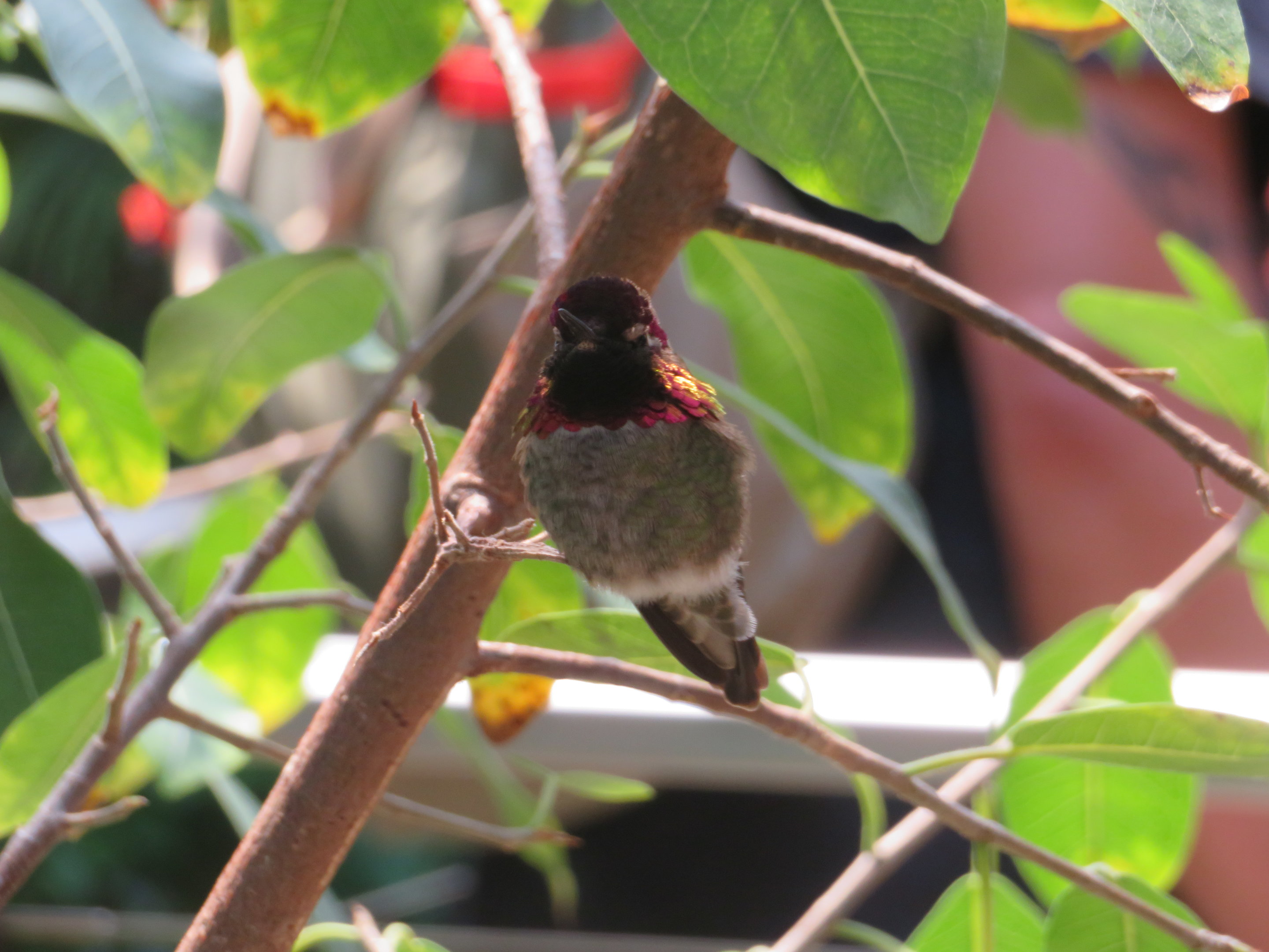 Anna's Hummingbird