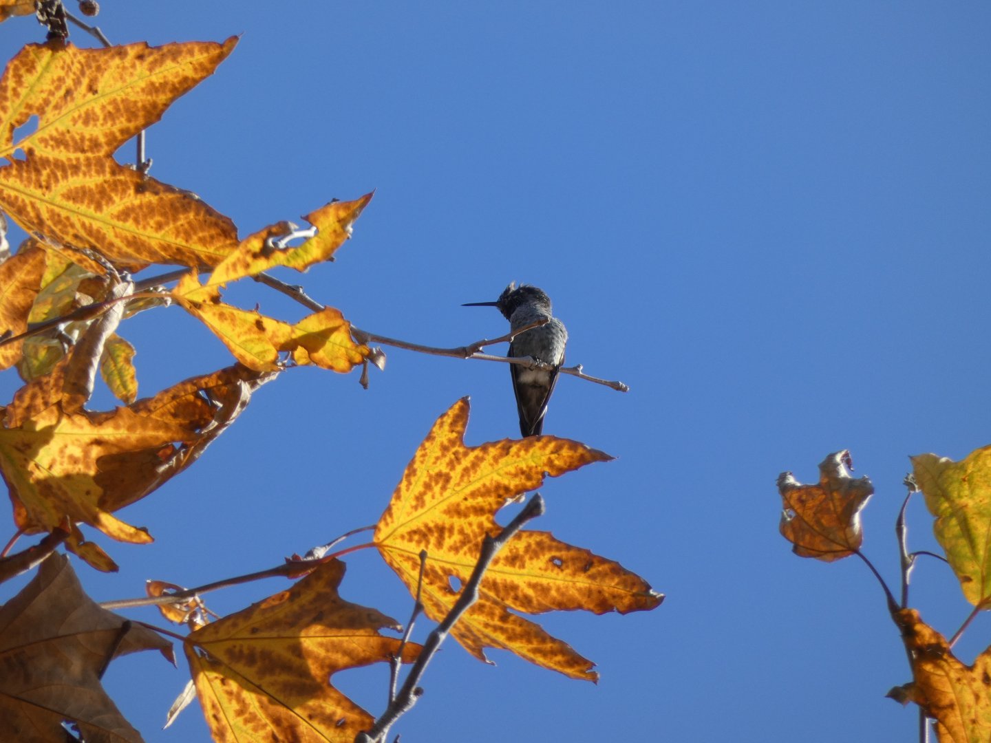 Anna’s hummingbird