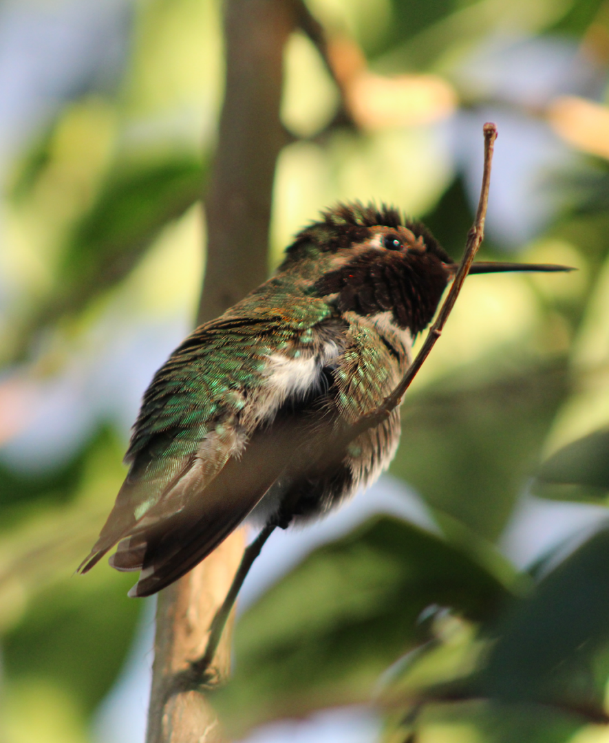 Anna's Hummingbird