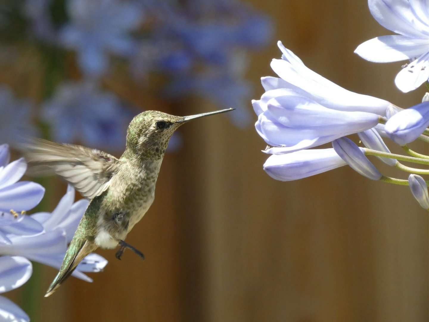 Anna’s hummingbird