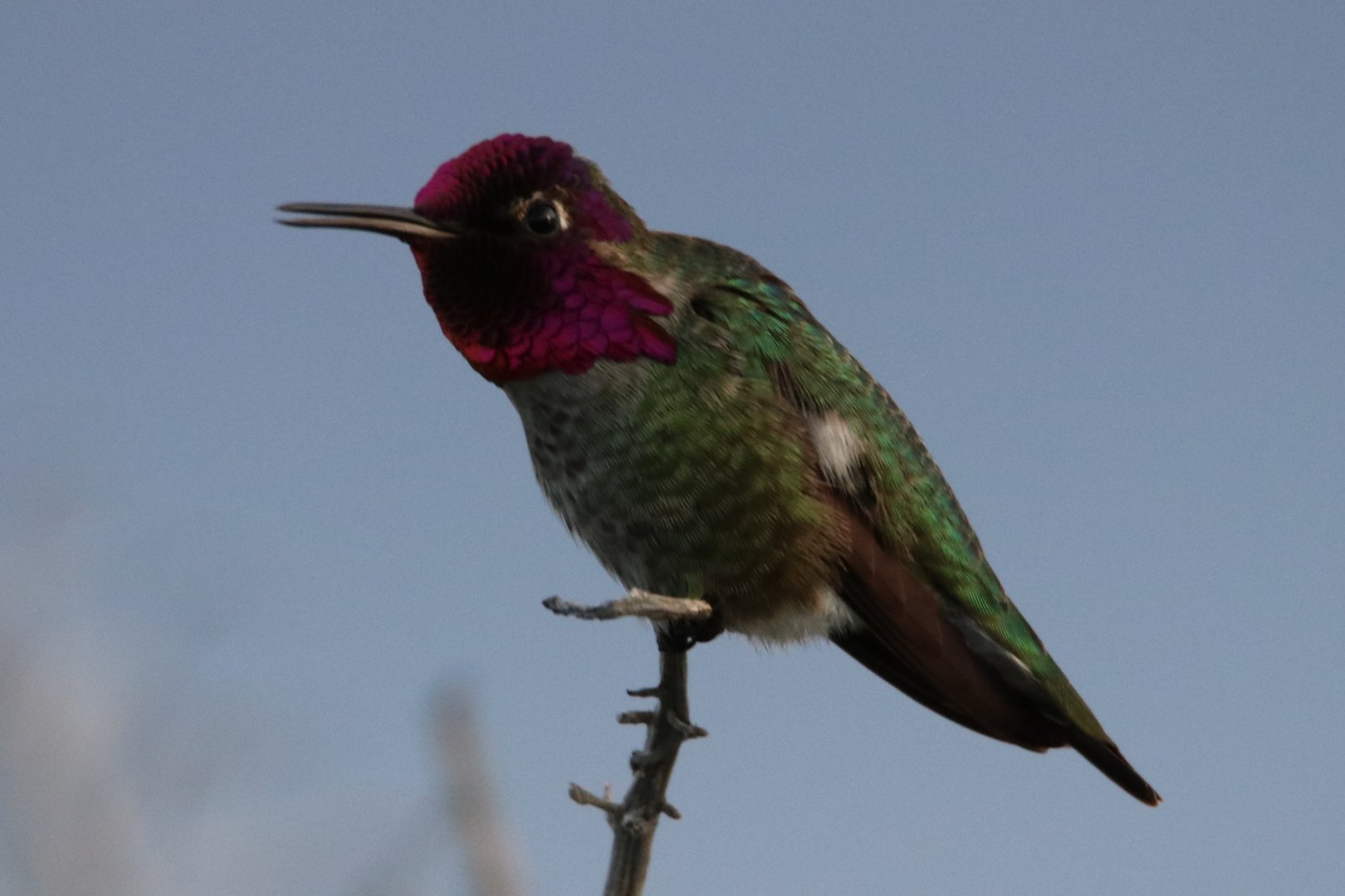 Anna's Hummingbird