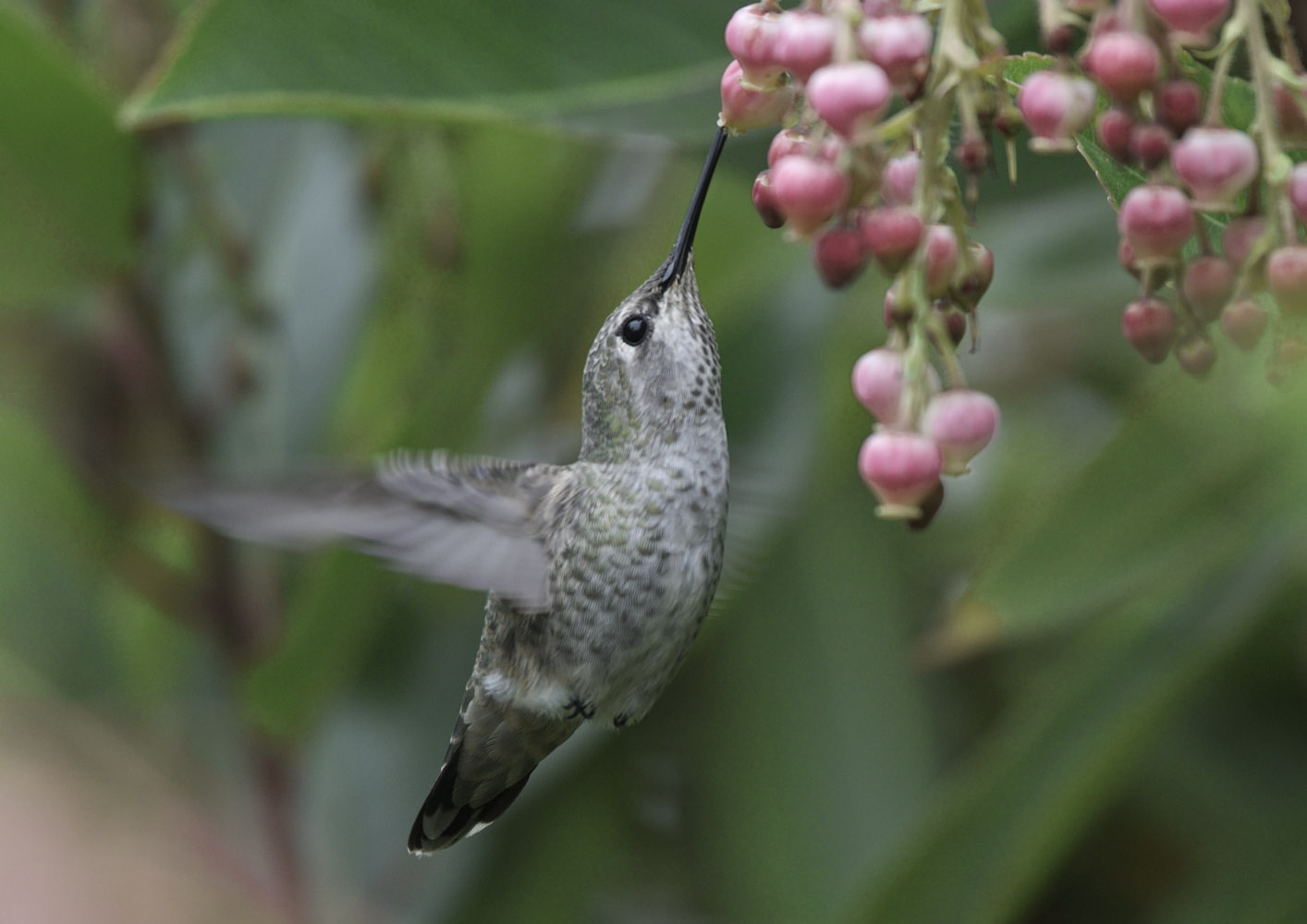 Anna's hummingird, female feeding