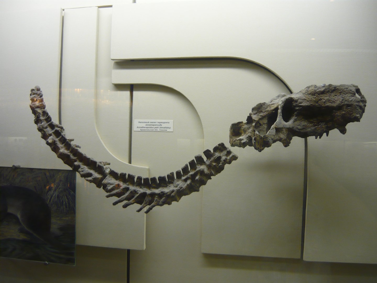 Annatherapsidus petri incomplete skeleton