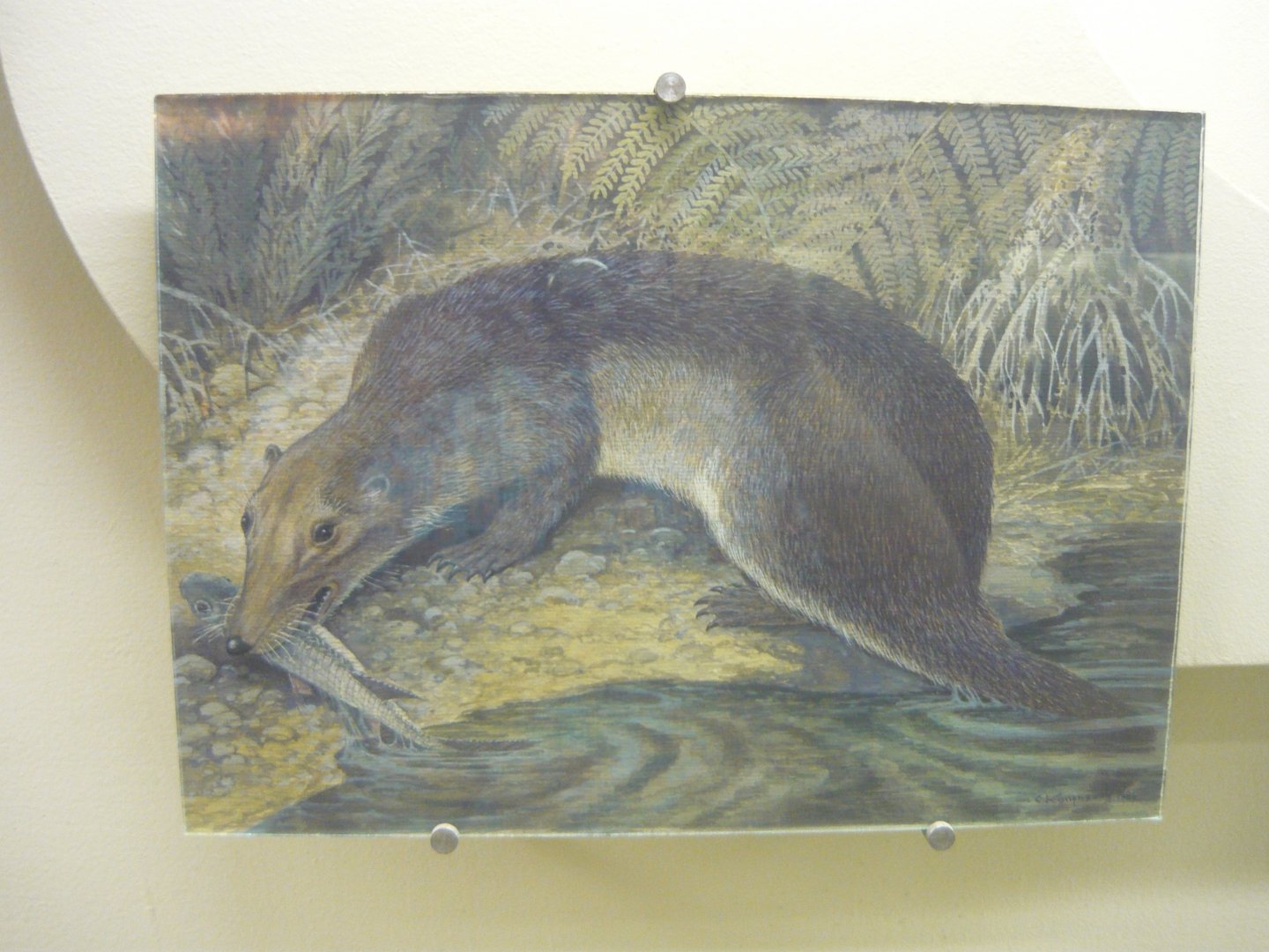 Annatherapsidus petri reconstruction