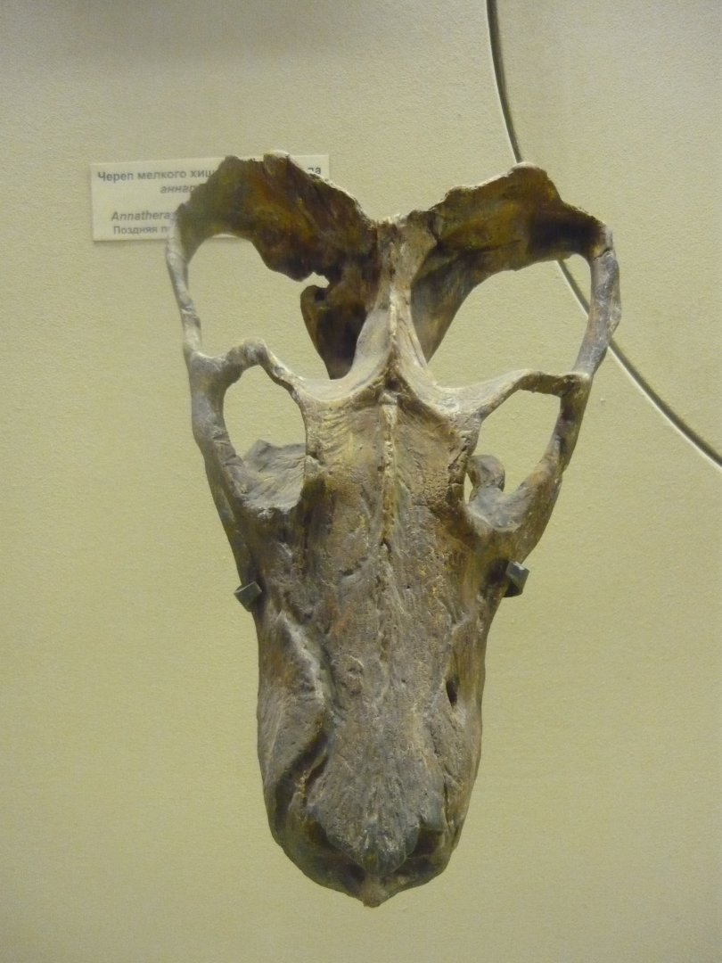 Annatherapsidus petri skull