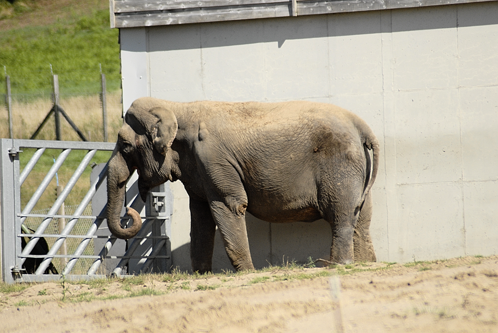 Anne Elephant - Longleat 2024