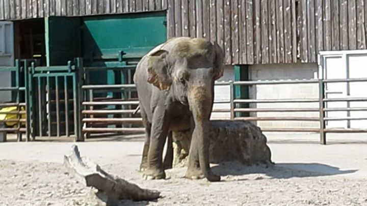 Anne in her old yard