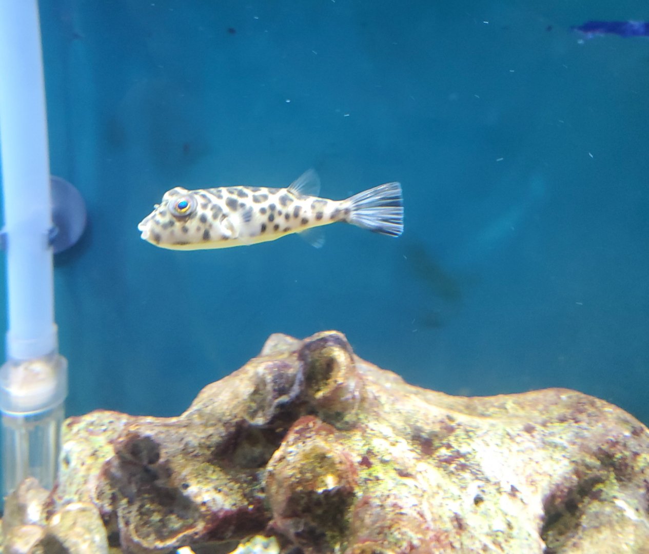 Anne Kolb Nature Center - Checkered Pufferfish (Sphoeroides testudineus)