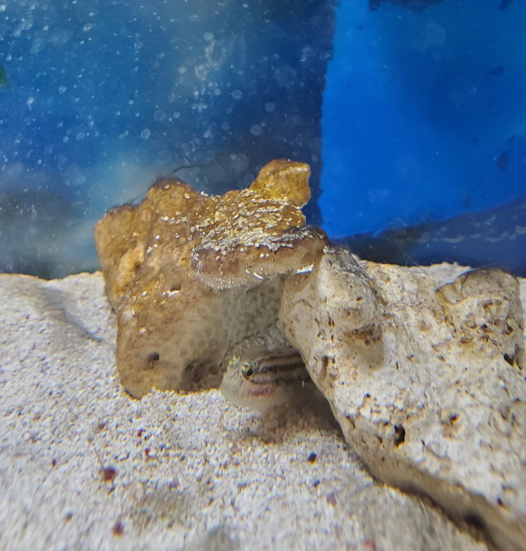 Anne Kolb Nature Center - Crested Goby (Lophogobius cyprinoides)