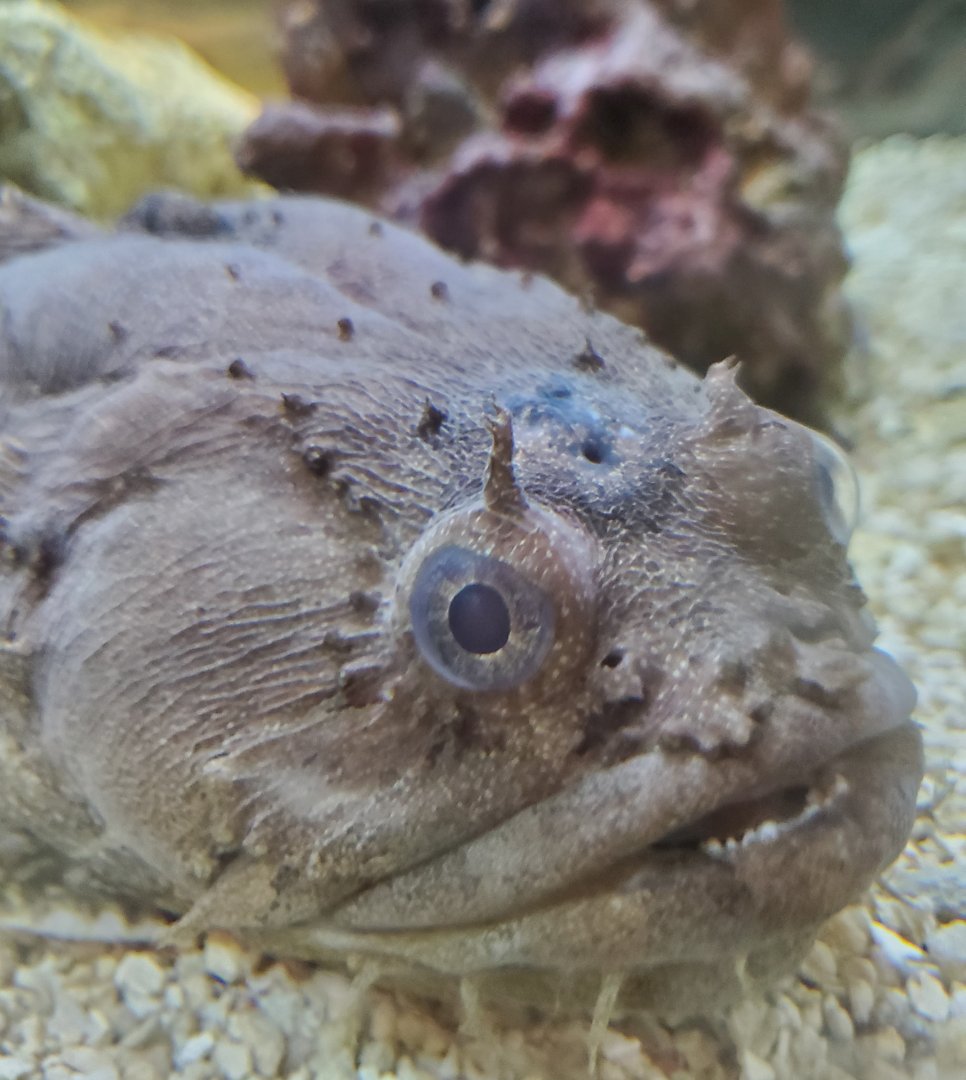 Anne Kolb Nature Center - Oyster Toadfish (Opsanus tau)