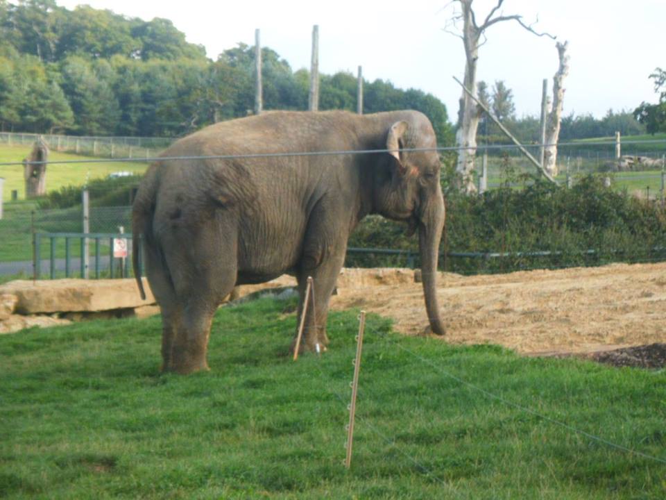 Anne the Asian Elephant