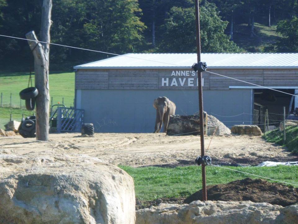 Anne The Asian Elephant