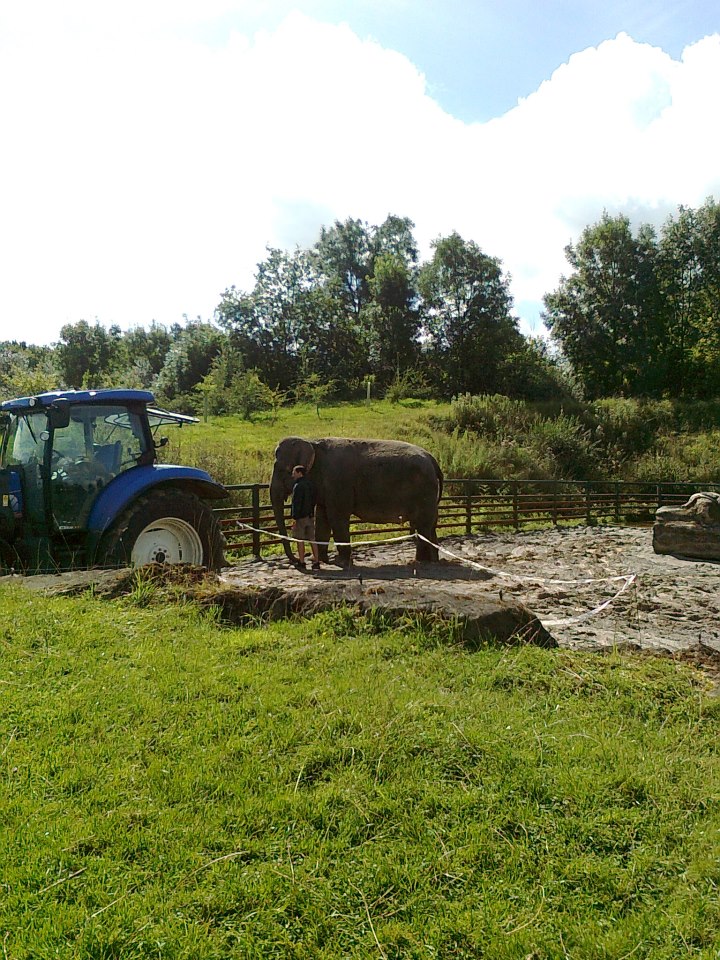 Anne the Asian Elephant