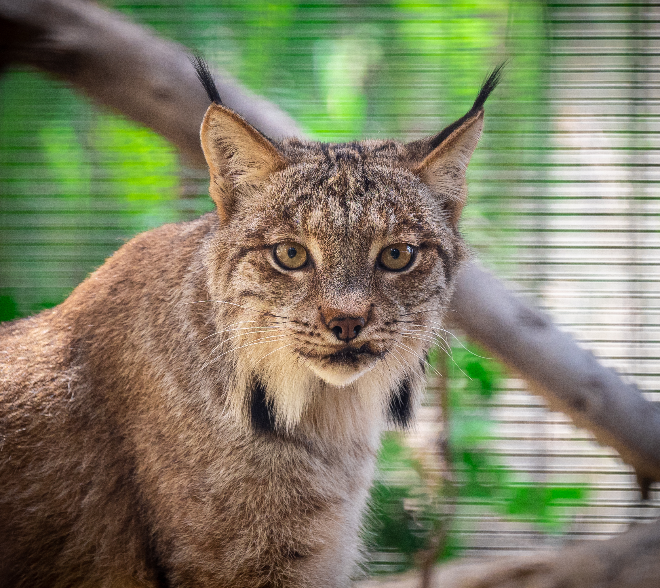 Annie the Canadian Lynx