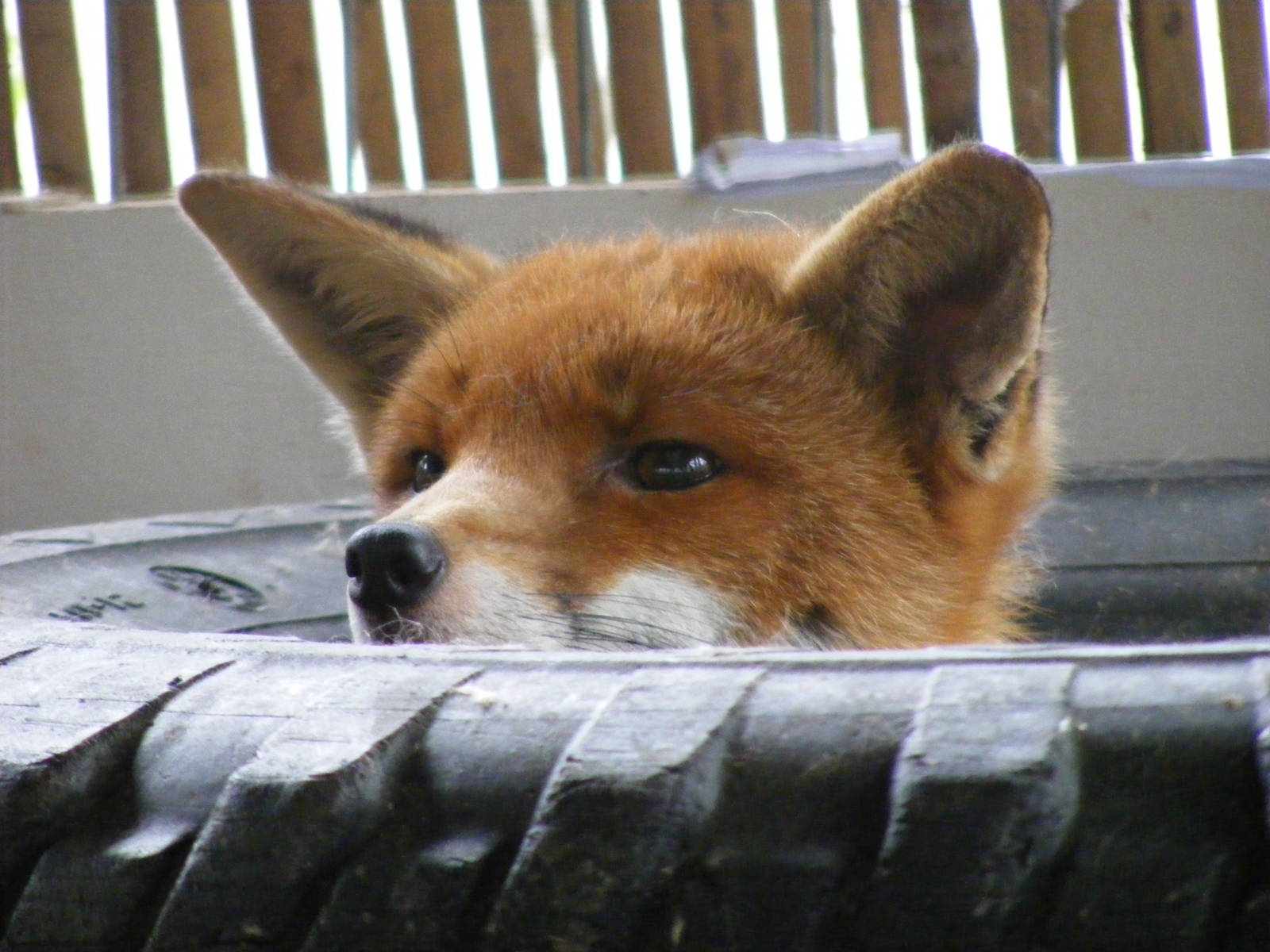 Annie the European red fox at Wickid Pets - Animal Adventure, 29 April 2011