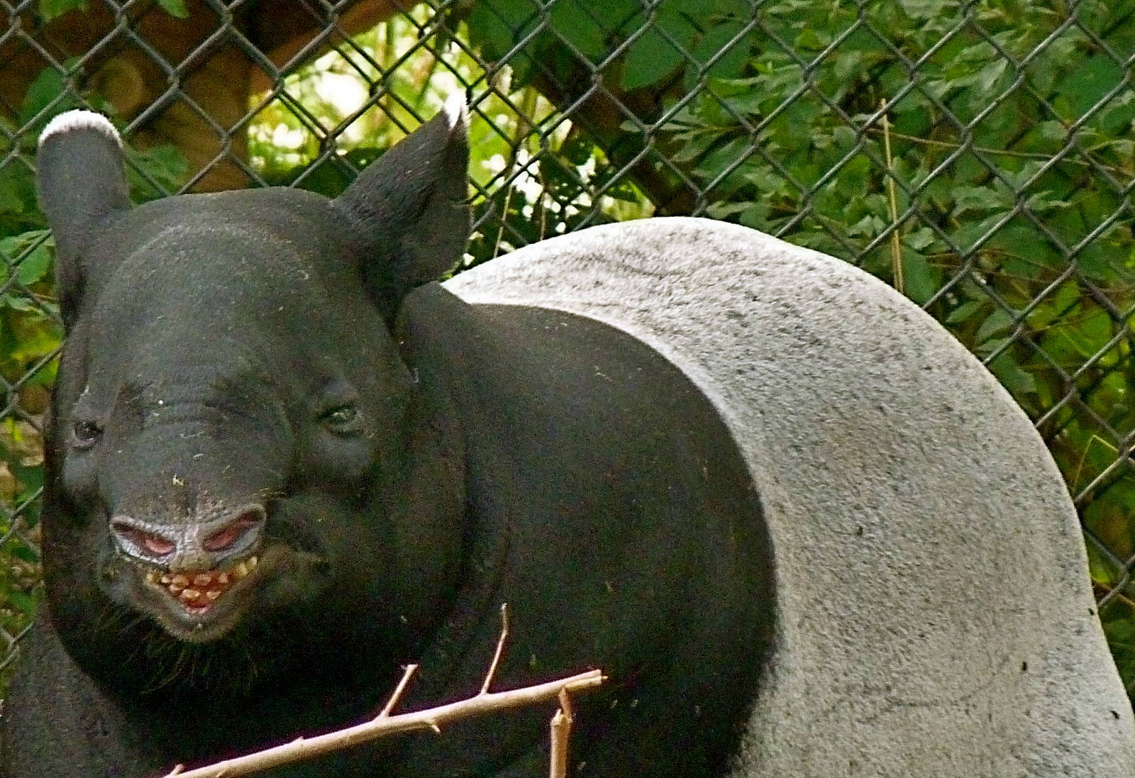 Annie, the female Malayan Tapir.